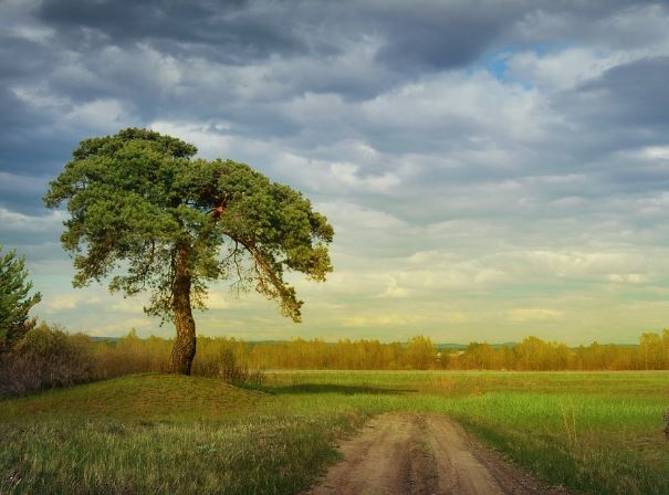 7 Spiritual Meanings of Dreaming of Pine Trees