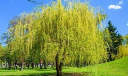6 Spiritual Meanings of Dreaming of Willow Trees