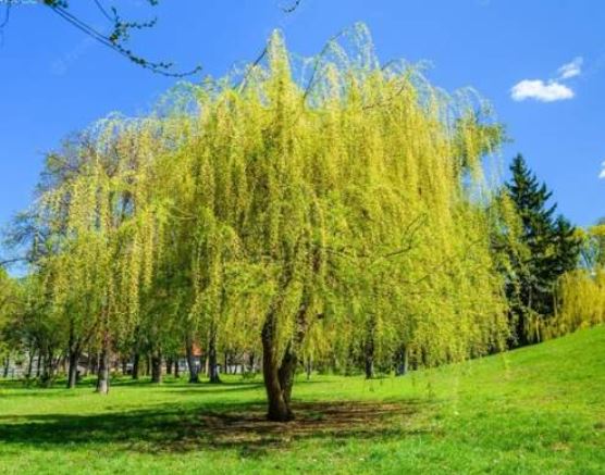 6 Spiritual Meanings of Dreaming of Willow Trees