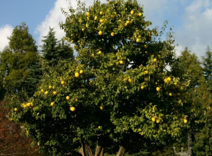 6 Spiritual Meanings of Dreaming of Papaya Trees