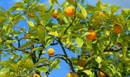 6 Spiritual Meanings of Dreaming of Orange Trees