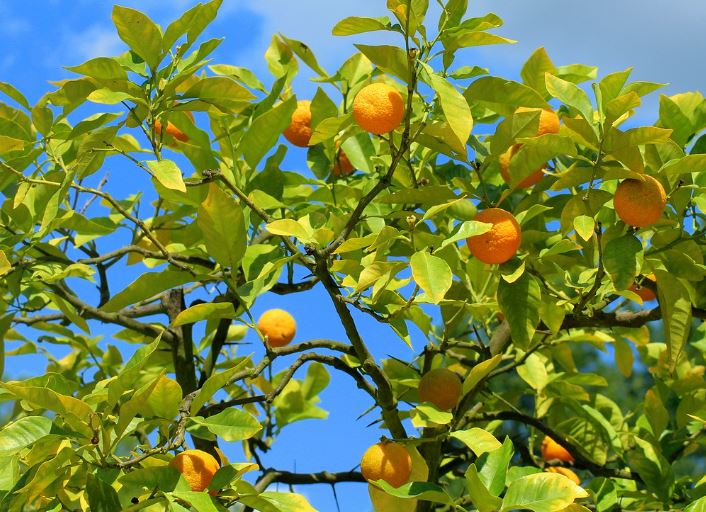 6 Spiritual Meanings of Dreaming of Orange Trees