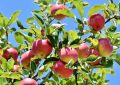6 Spiritual Meanings of Dreaming of an Apple Tree