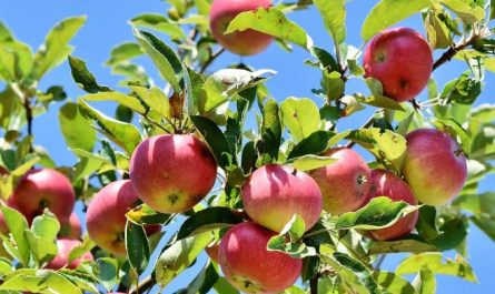 6 Spiritual Meanings of Dreaming of an Apple Tree