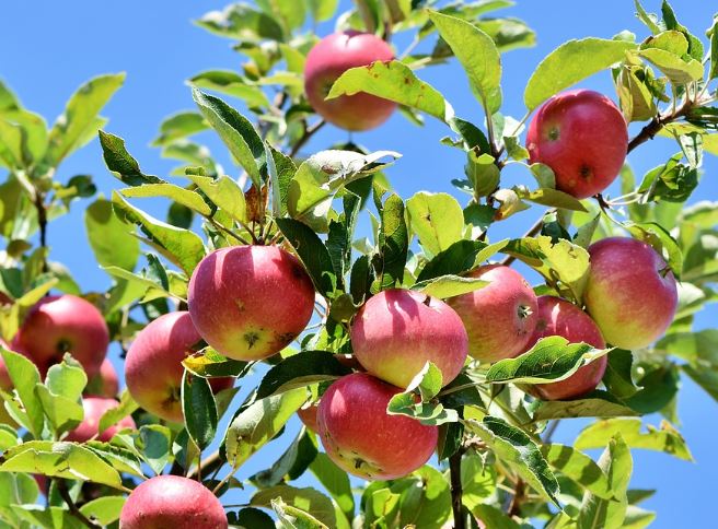 6 Spiritual Meanings of Dreaming of an Apple Tree