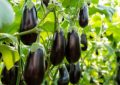 7 Spiritual Meanings of Dreaming of Eggplant