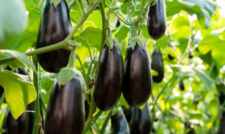 7 Spiritual Meanings of Dreaming of Eggplant