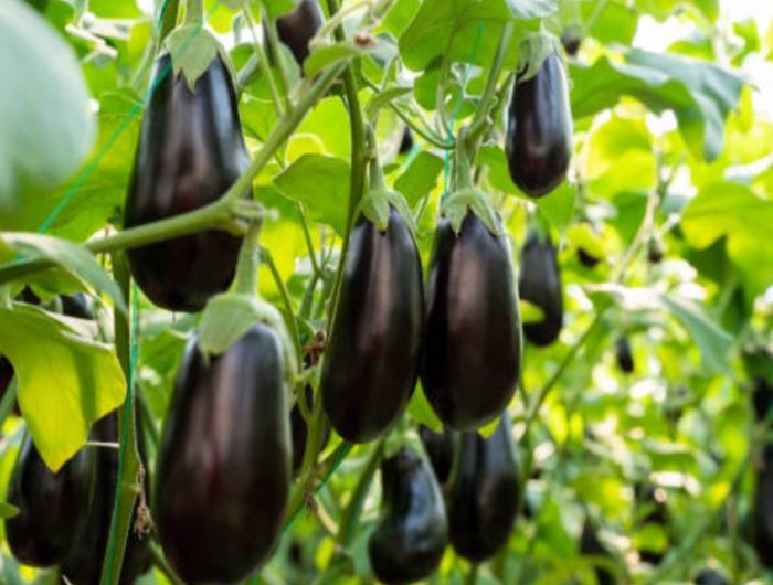 7 Spiritual Meanings of Dreaming of Eggplant