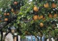 6 Spiritual Meanings of Dreaming of Pear Tree