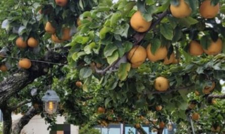 6 Spiritual Meanings of Dreaming of Pear Tree