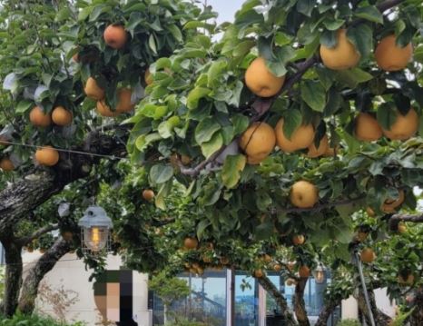 6 Spiritual Meanings of Dreaming of Pear Tree