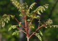 5 Spiritual Meanings of Dreaming of Lacquer Trees