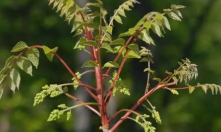 5 Spiritual Meanings of Dreaming of Lacquer Trees