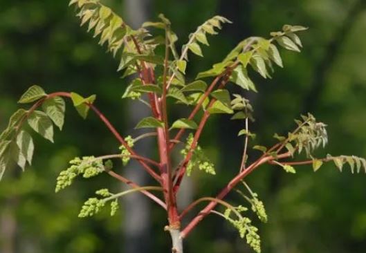 5 Spiritual Meanings of Dreaming of Lacquer Trees