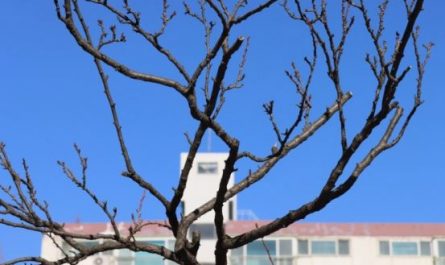 6 Spiritual Meanings of Dreaming of Tree Branches
