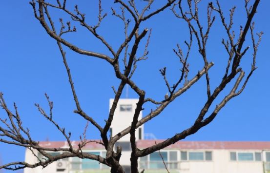 6 Spiritual Meanings of Dreaming of Tree Branches