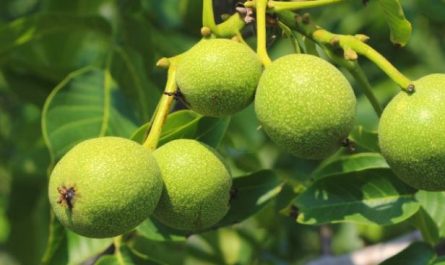 6 Spiritual Meanings of Dreaming of Walnut Trees
