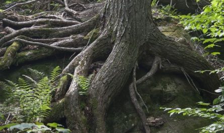 6 Spiritual Meanings of Dreaming of Tree Roots