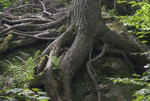 6 Spiritual Meanings of Dreaming of Tree Roots