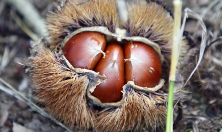 7 Spiritual Meanings of Dreaming of Chestnuts