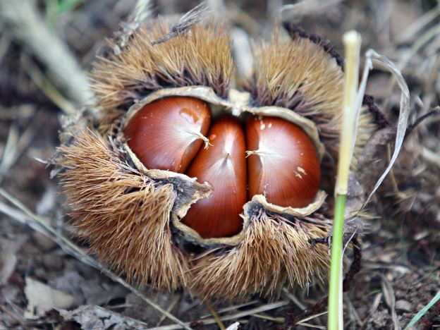 7 Spiritual Meanings of Dreaming of Chestnuts