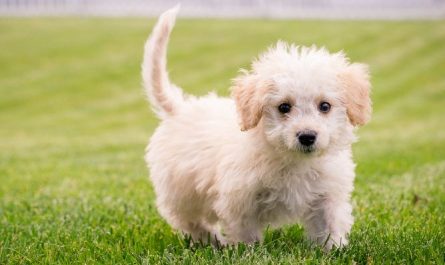 7 Spiritual Meanings of Dreaming of being bitten by a dog or cat