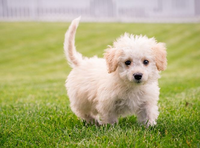 7 Spiritual Meanings of Dreaming of being bitten by a dog or cat
