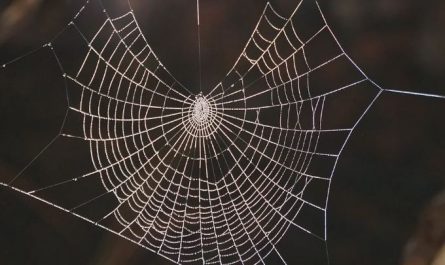 7 Spiritual Meanings of Dreaming of Giant Spiders