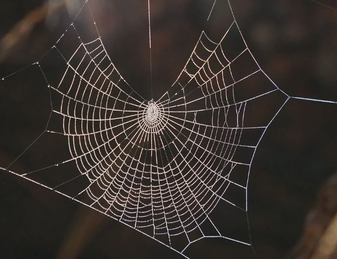 7 Spiritual Meanings of Dreaming of Giant Spiders