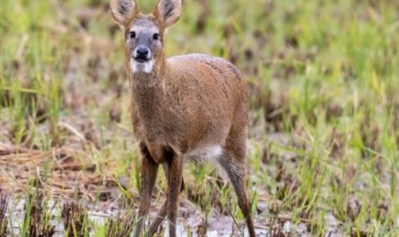 7 Spiritual Meanings of Dreaming of Elk