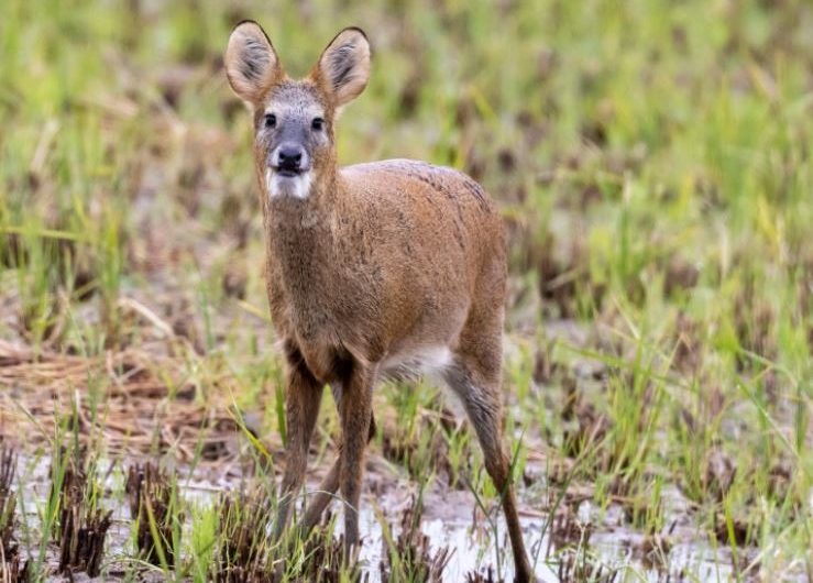 7 Spiritual Meanings of Dreaming of Elk