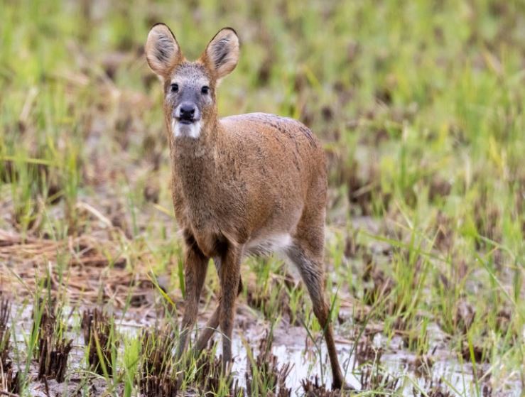 7 Spiritual Meanings of Dreaming of Elk