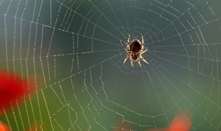 7 Spiritual Meanings of Dreaming of Small Spider
