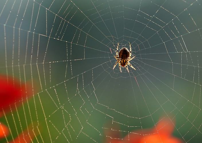7 Spiritual Meanings of Dreaming of Small Spider