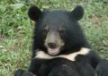 6 Spiritual Meanings of Dreaming of half-moon bear