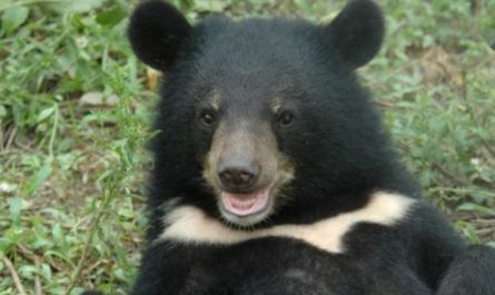 6 Spiritual Meanings of Dreaming of half-moon bear