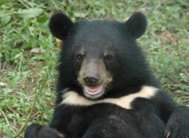 6 Spiritual Meanings of Dreaming of half-moon bear