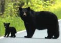 6 Spiritual Meanings of Dreaming of a Black Bear
