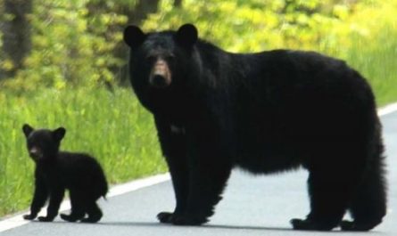 6 Spiritual Meanings of Dreaming of a Black Bear