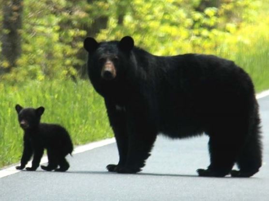 6 Spiritual Meanings of Dreaming of a Black Bear