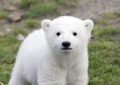 7 Spiritual Meanings of Dreaming of a White Bear