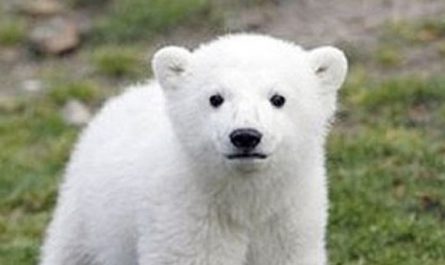 7 Spiritual Meanings of Dreaming of a White Bear