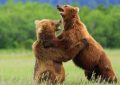 6 Spiritual Meanings of Dreaming of a Brown Bear