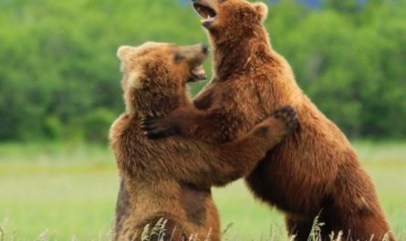 6 Spiritual Meanings of Dreaming of a Brown Bear