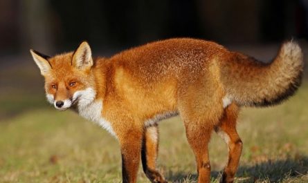 8 Spiritual Meanings of Dreaming of a Red Fox