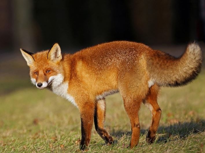 8 Spiritual Meanings of Dreaming of a Red Fox