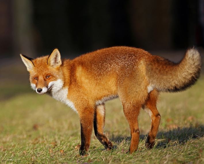 8 Spiritual Meanings of Dreaming of a Red Fox