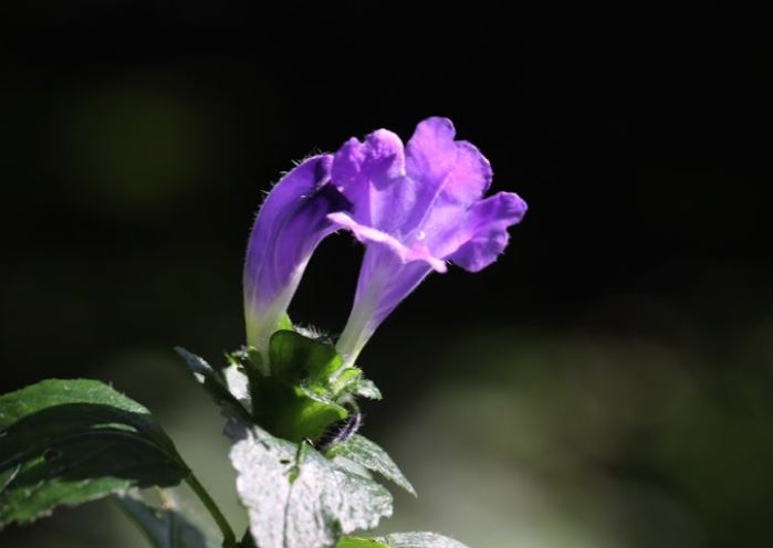 6 Spiritual Meanings of Dreaming about lily of the valley