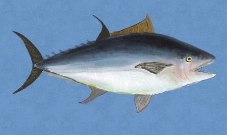 6 Spiritual Meanings of Dreaming of Tuna