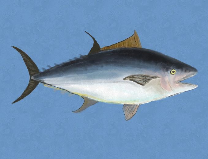 6 Spiritual Meanings of Dreaming of Tuna